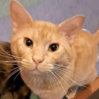 【2歳半♂多摩市】甘えん坊君♪多頭飼育家庭の生まれ