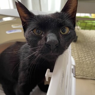 甘えん坊な黒猫くん