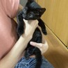 元気いっぱい黒猫の仔猫ちゃん♡ サムネイル4