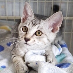 名古屋市/南生涯学習センターで譲渡会