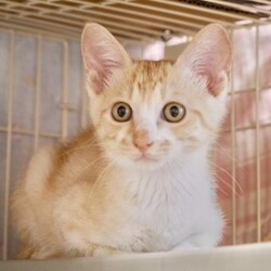 名古屋市/南生涯学習センターで譲渡会 サムネイル2