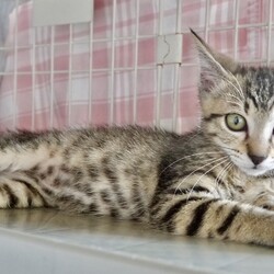 名古屋市/南生涯学習センターで譲渡会 サムネイル3