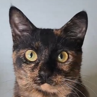 【9ヶ月♀多摩市】よく遊ぶ！多頭飼育家庭より