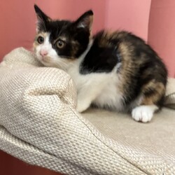 公園で子育てしていた母猫