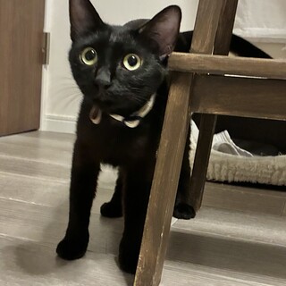 募集停止中　くねくね甘えるので写真が撮れない女の子