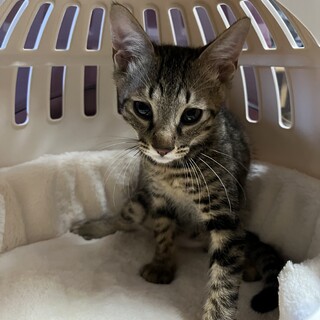 雑種のオス少しビビリなところはあるけど元気な男の子