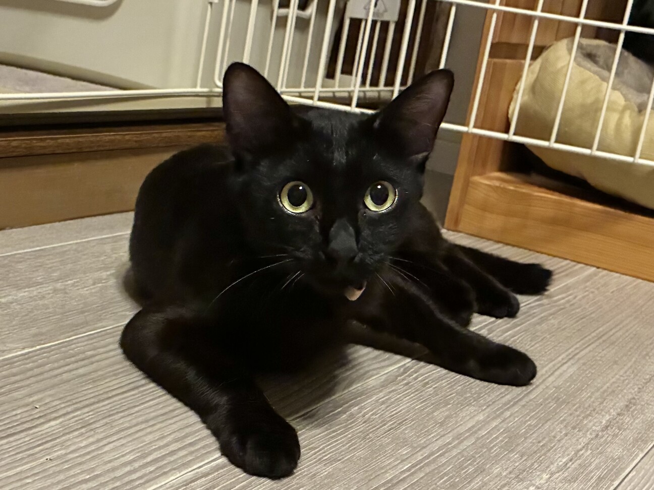 ♡ねむり猫様確認ページ♡ 21年近く生きた愛猫を失い、悲しみに暮れる日々…保護猫との