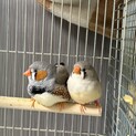 【募集中】ハーフジャンボキンカチョウ　ペア