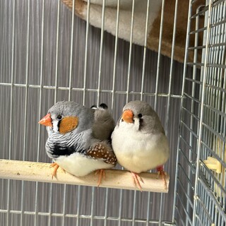 【募集中】ハーフジャンボキンカチョウ　ペア