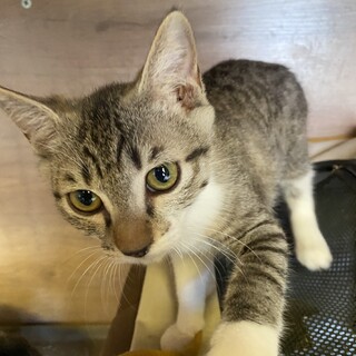 ハンサムなキジシロ銀次くん！