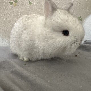 うさぎ様ご確認用です(^ー^) 2匹のうさぎの赤ちゃんです！」京都府 - 小動物の里親募集
