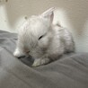 2匹のうさぎの赤ちゃんです！ サムネイル2