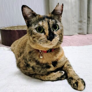 穏やかで無邪気な女の子☆ひまわりちゃん