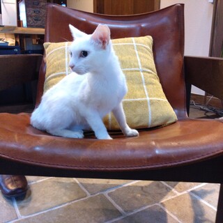 ありがとうです。白猫女の子コナラちゃん５歳