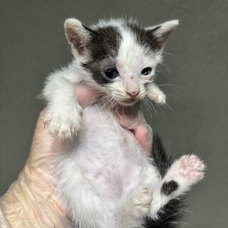 【急募】助けてください！白黒ちゃん①