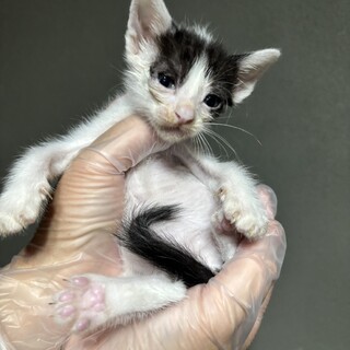 【急募】助けてください！ハチワレちゃん②