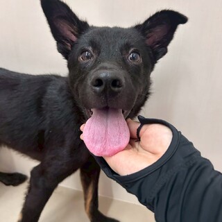 里親様決定しました！