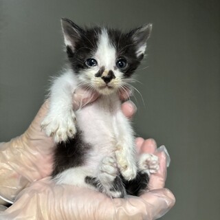 【急募】助けてください！ハチワレちゃん③