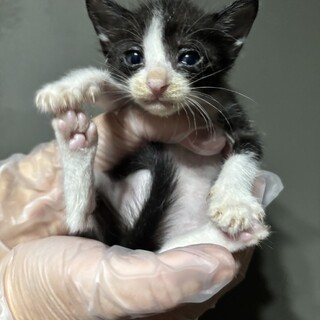 【急募】助けてください！ハチワレちゃん④