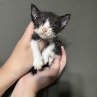 【急募】助けてください！ハチワレちゃん⑤