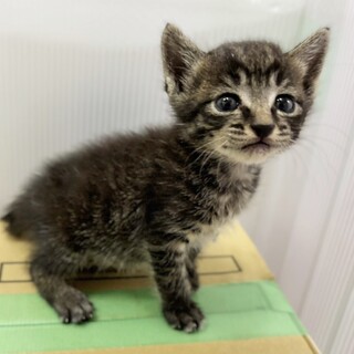 ママが恋しくて仕方ないひとりぼっちの男の子。