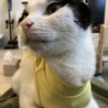 ザクザクザック