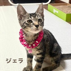 猫の譲渡会　in　名古屋市昭和生涯学習センター サムネイル2