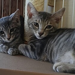 猫の譲渡会　in　名古屋市昭和生涯学習センター サムネイル3