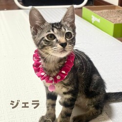 猫の譲渡会　in　名古屋市昭和生涯学習センター サムネイル2