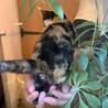 小さくて人懐っこい『ひまわり』ちゃん サムネイル5