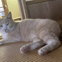 里親募集　もふもふくん　去勢済み
