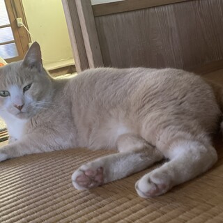 里親募集　もふもふくん　去勢済み