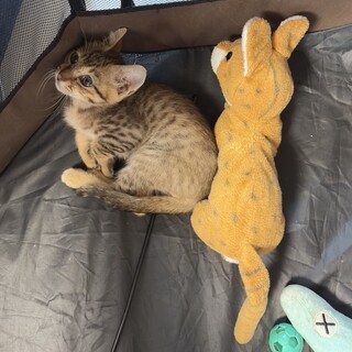 かわいい男の子