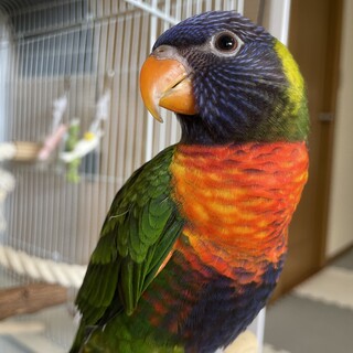 ゴシキセイガイインコ里親様募集