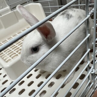 急募 10ヶ月のメスのミニウサギさんです