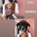 アメリカンピットブル　メス！