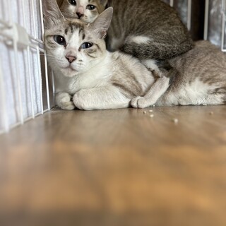 保護猫親子　親（メス）ワクチン済み、子供（オス）