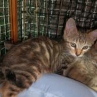 アメショ柄キジトラ 3ヶ月 男の子