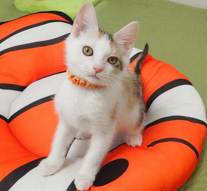 【レア品！新品・未使用品】和花ちゃん視点の限定品写真集「大熊猫的朋友圏」 写真集「愛されすぎたぬいぐるみたち」6月13日発売！ 愛ある