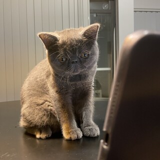 エキゾチックショートヘア/メス/6ヶ月