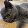 エキゾチックショートヘア/メス/6ヶ月 サムネイル2