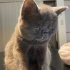 エキゾチックショートヘア/メス/6ヶ月 サムネイル3