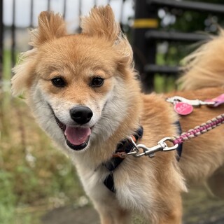 おだやかで控えめ、モフモフな女の子ぱふ