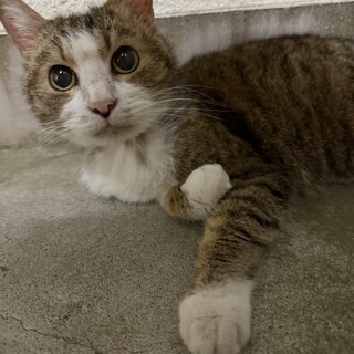 愛情をかけてくださる里親さん募集です。