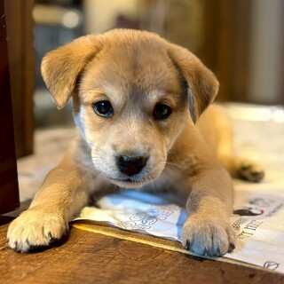 ワガママも可愛い末っ子【ハニーちゃん】