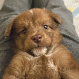 募集一時停止中です！生後50日前後の男の子