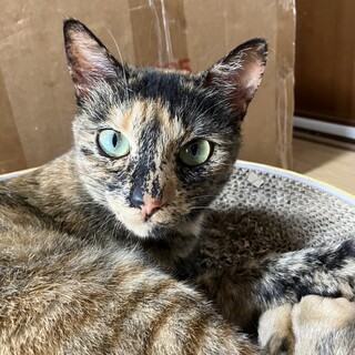 お茶目なサビ猫　リラちゃん