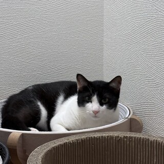 穏やかなハチワレ　イチョウくん