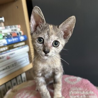 パステルサビのルナちゃん