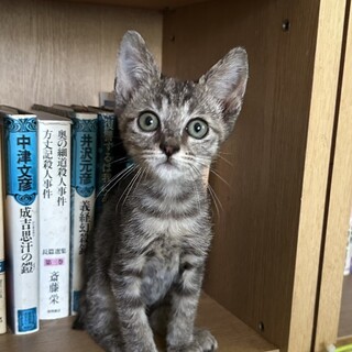 ありがとうございました★淡い虎柄　ソルくん